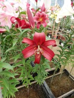 [4441 PO37 Formia No01.JPG]